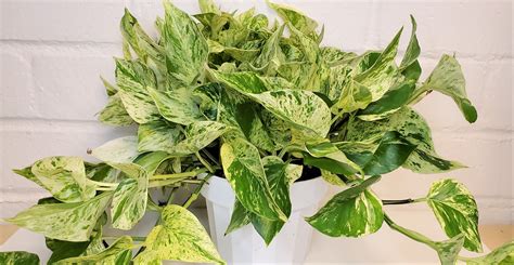 Rare Marble Queen Pothos Variegated Indoor Live Plant In Etsy