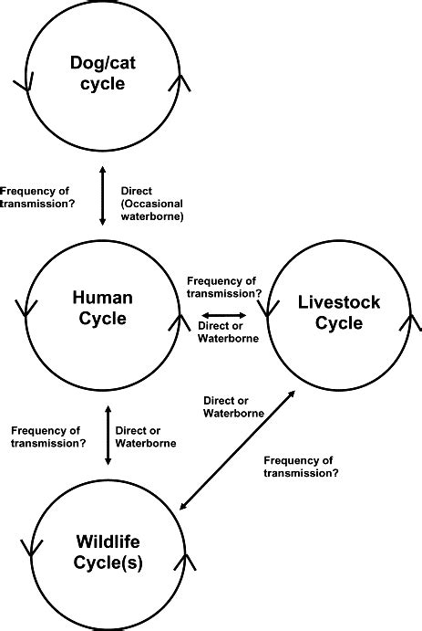 Giardia Transmission Among Different Hosts Download Scientific Diagram