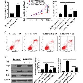 The Effect Of PRNCR1 Overexpression On Cisplatin Stimulated HK 2 Cell