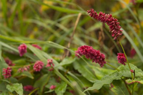 Persicaria Inverleith Scott Weber Flickr