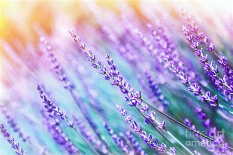 Lavender flower background Photograph by Anna Om - Fine Art America