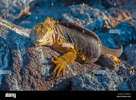 Portrait Of A Galapagos Land Iguana Conolophus Subcristatus On South