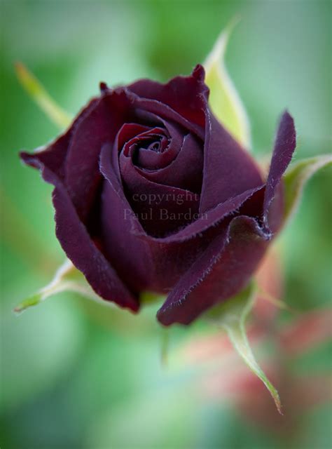 Paul Barden Roses: Midnight Blue, just because.