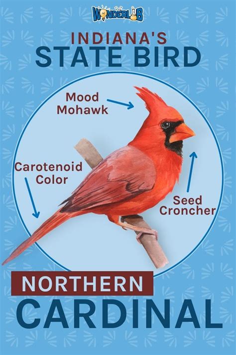 Indianas State Bird The Northern Cardinal Wonderlab