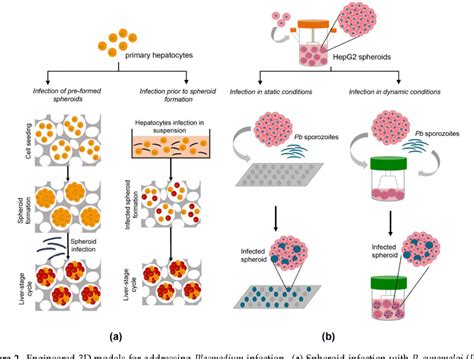 Figure 2 From Bioengineered Liver Cell Models Of Hepatotropic