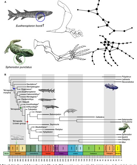 Fin To Limb Networks Major Transitions In Vertebrate Evolution