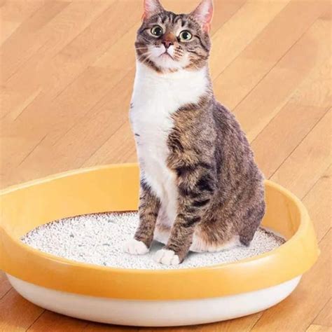 Ultra Absorbent Clumping Cat Sand Fresh Scent Bentonite Cat Litter