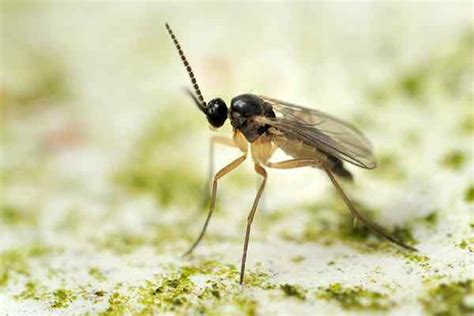 Fungus Gnat Identification Guide | How To Get Rid Of Fungus gnats