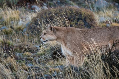 Puma At Close Range Sean Crane Photography