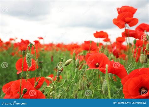 Flores De Papoila Vermelha Que Crescem Em Campo Imagem De Stock