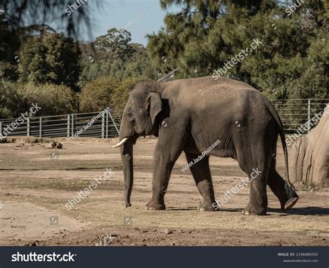 asian elephant bull side view walking stock photo  shutterstock