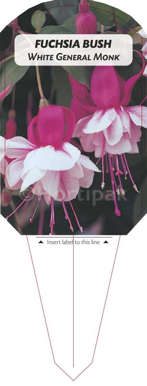 Fuchsia White General Monk Hortipak E Store