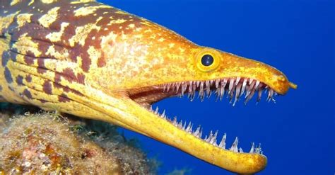 What Do Eels Eat 20 Foods They Hunt A Z Animals