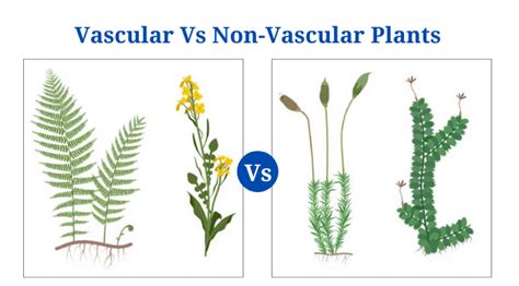 Vascular Plants Vs Non Vascular Plants Definition 18 Differences Examples Phd Nest