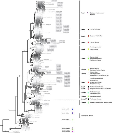 1 Raxml Mtdna Phylogenetic Tree For The Combined 12s Rrna And 16s