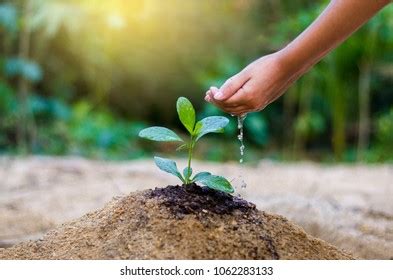 giving water trees images stock  vectors shutterstock