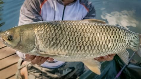 18 Types Of Carp Species Explained