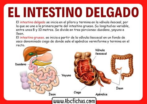 Intestino delgado y grueso diferencias - ABC Fichas