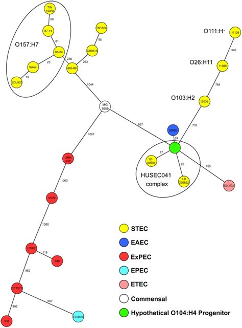 Minimum Spanning Tree Based On Allelic Profiles Of E Coli Core Genome