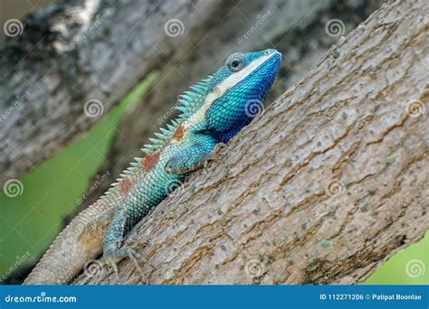 Blue Crested Lizard Resting On A Thick Branch Stock Photo Image Of