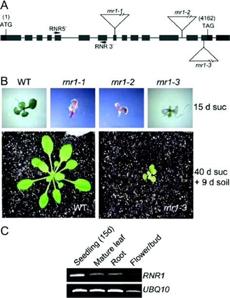 Rnr T Dna Insertion Mutants A Diagram Of The Rnr Gene Showing The