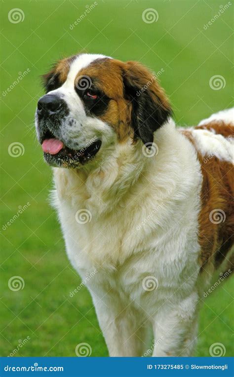 Saint Bernard Stock Image Image Of Domestic Standing 173275485