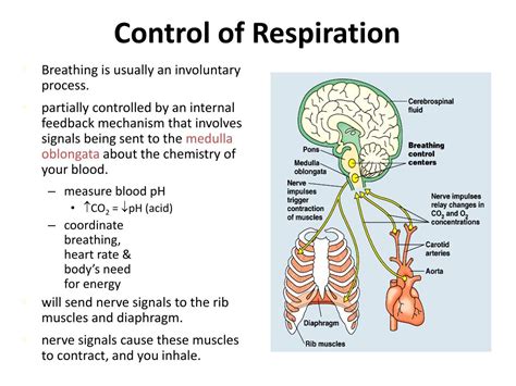 Ppt 202 The Respiratory System The Exchange Of Gases Powerpoint