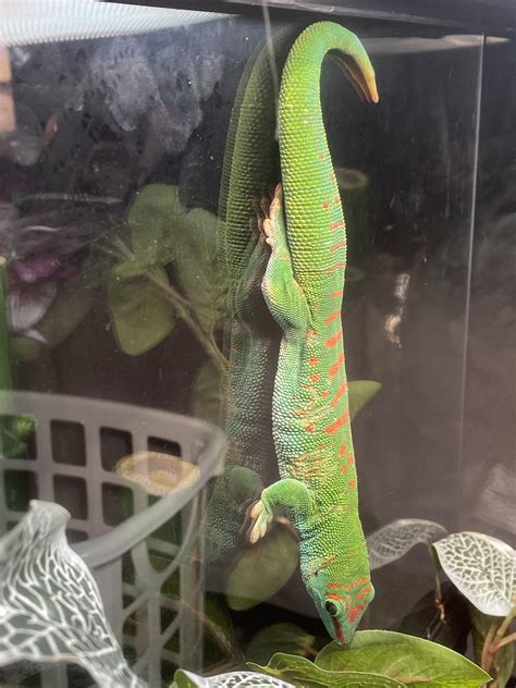 Giant Day Gecko Morphs