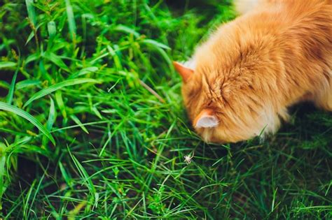 Gato De Ojos Verdes Rojo Que Descansa Sobre La Hierba Verde Foto Premium