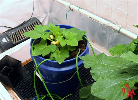 Growing Table Queen Squash: Tips and Tricks for Beginners - Stay Green Garden