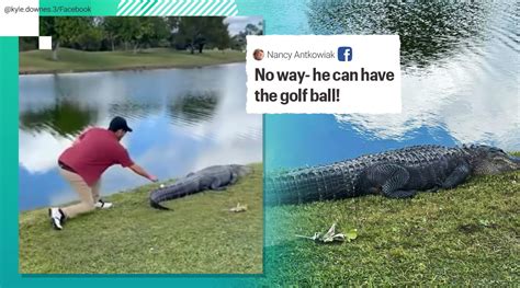 Watch Florida Man Picks Up Golf Ball That Was On An Alligators Tail Trending News The