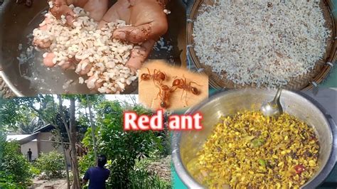 Red Ant Recipe In Bodo Style Cooking Red Ant In Northeast Style Youtube