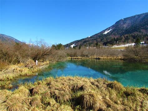 Green colored lake Zelenci stock photo. Image of springs - 244957162