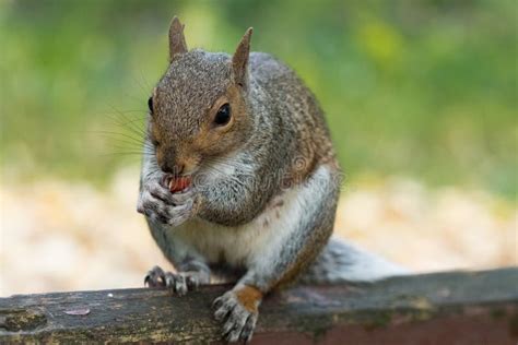 Ardilla Gris Oriental Sciurus Carolinensis Imagen De Archivo Imagen