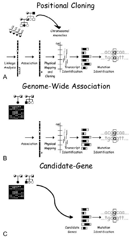 Transition From Linkage To Association To Candidate Gene Approaches To