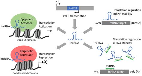 Non Coding Rnas As Mediators Of Epigenetic Changes In Malignancies