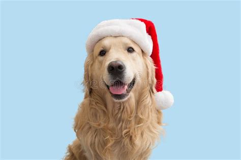 Un Perro Un Recuperador De Oro Con Un Sombrero Rojo De Navidad Foto De