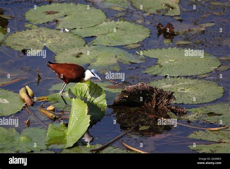 Blaustirn Blatthühnchen African jacana Actophilornis africanus