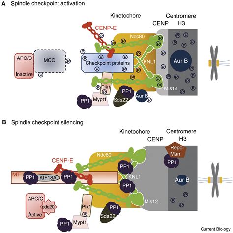 Spindle Checkpoint Silencing Pp1 Tips The Balance Current Biology