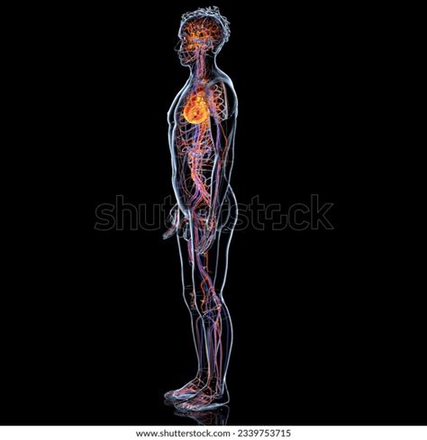 Anatomy Human Circulatory System Blood Vessels Stock Illustration ...