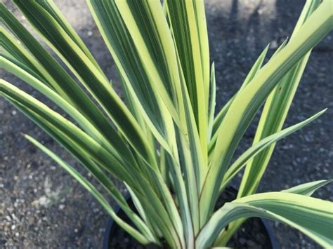 Phormium Hybrida Duet Wholesale Nursery Nurseries In Melbourne