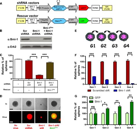 Bmi 1 Is A Crucial Regulator Of Prostate Stem Cell Self Renewal And