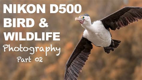 Nikon D500 Bird & Wildlife Photography [4K] - Part 02 වනජීවී ඡායාර ...