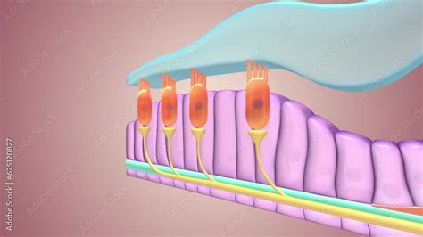 Hair Cells The Primary Sensory Cells In The Inner Ear Transmit