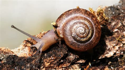 Snail - Animals Wallpaper (38720121) - Fanpop