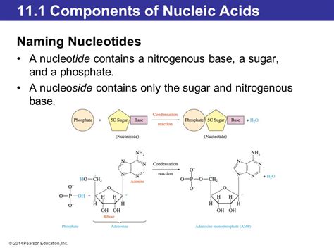 Chapter 11 Nucleic Acids—big Molecules With A Big Role Ppt Video