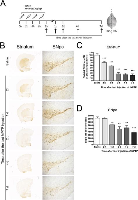 Time Course Of Dopaminergic Degeneration In The Acute MPTP Mouse Model