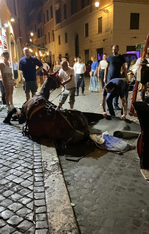 Roma Cavallo Delle Botticelle Stramazza Al Suolo Per Il Caldo A