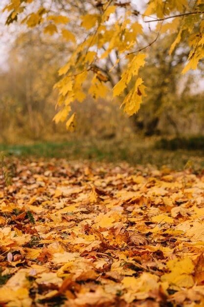 Premium Photo Red And Orange Autumn Leaves Background