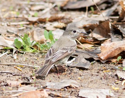 Gray Flycatcher